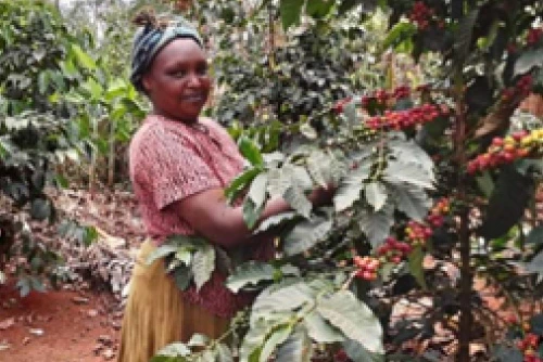 Hellen Wairimu Kamiri