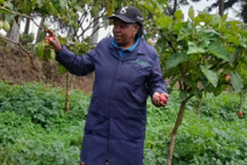 Wairimu Kanyiri